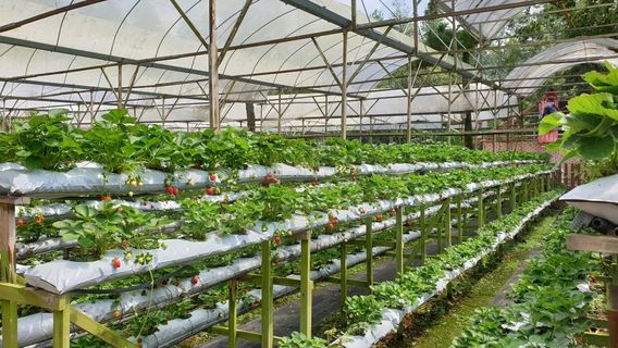 Genting Strawberry Leisure Farms