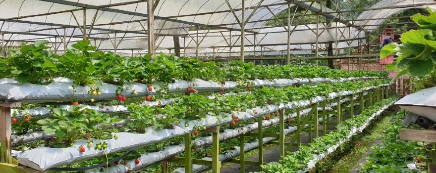 Genting Strawberry Leisure Farms