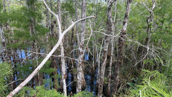 Miami + Taman Negara Everglades + Miami Beach + Little Havana + Pantai Selatan lawatan sehari