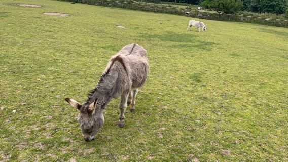 The Flicka Foundation Donkey Sanctuary