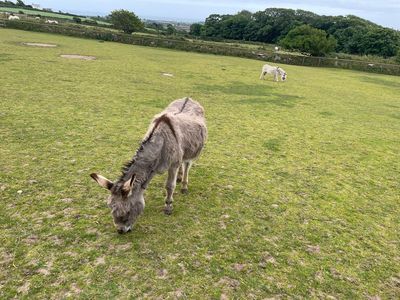 The Flicka Foundation Donkey Sanctuary