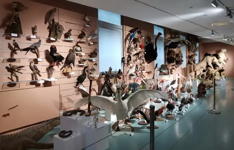 Hotels in der Nähe von Museum of Natural History of Tours