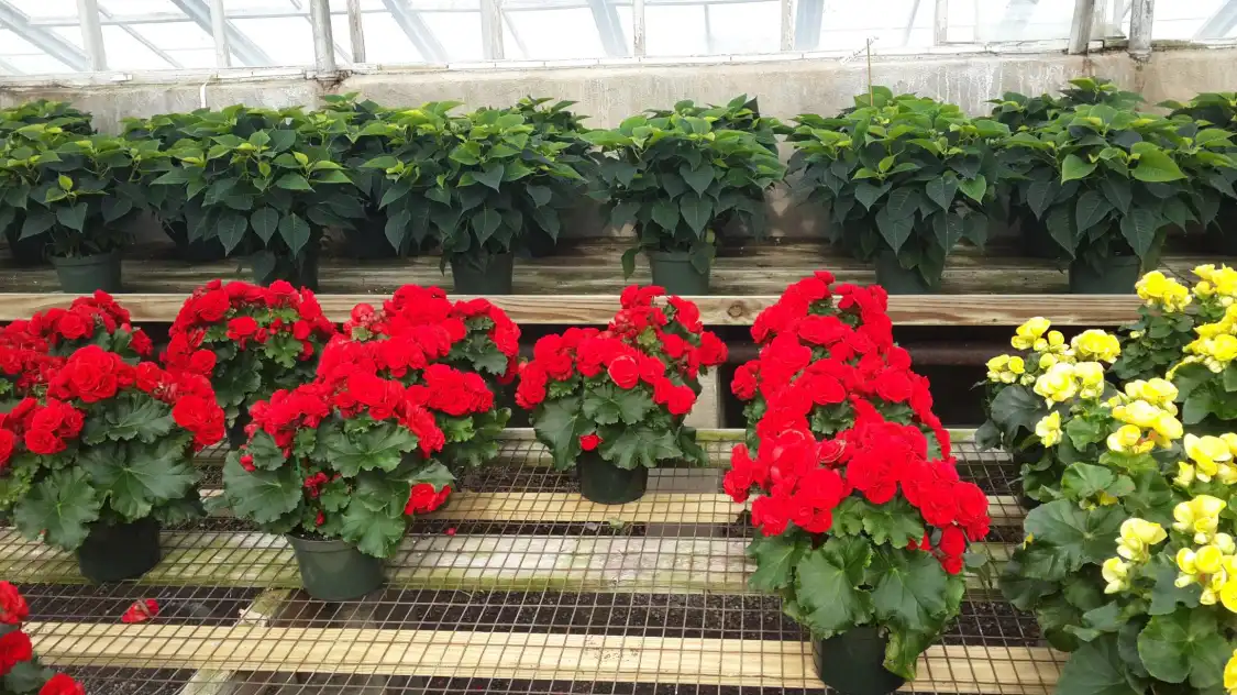 Отели рядом с достопримечательностью «Variety Growers»