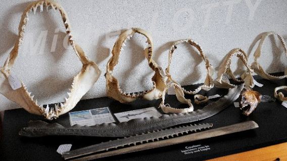 Charleston Marine Life Center