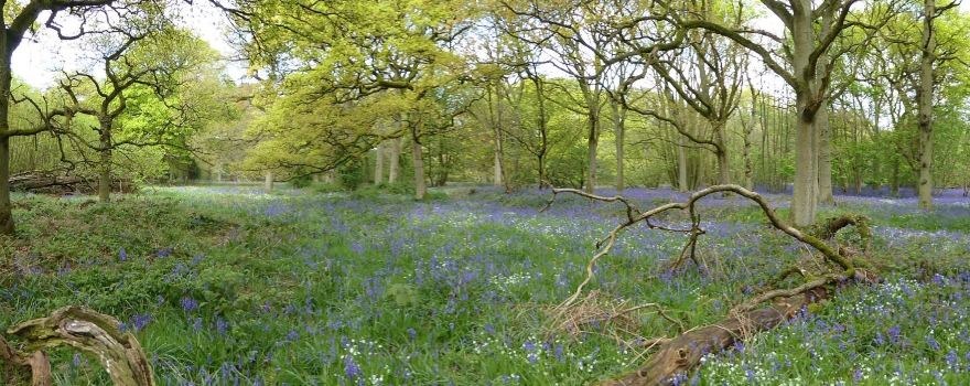 Everdon Stubbs