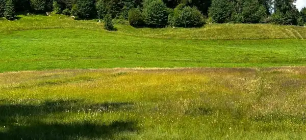 Hotels in Hinterzarten