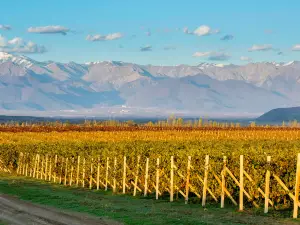 Savalan Aspi Winery
