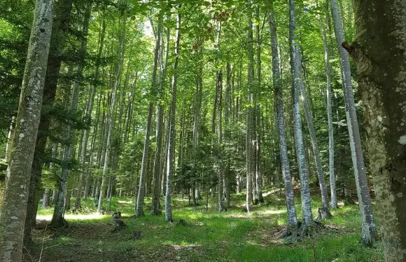 莫吉奧烏迪內斯