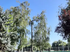 Kunbaja, Szabadság téri Pálya