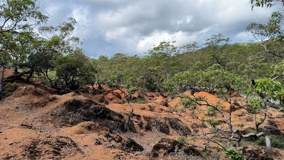 Hutan Bonsai Alam Mutis