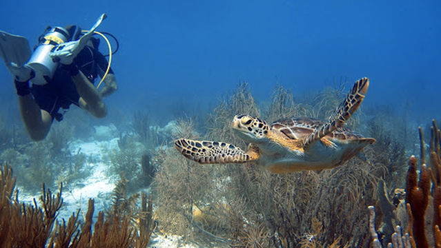 Dive Experience Bonaire