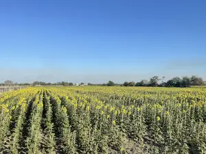 Girasoles Turén