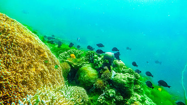 Mnazi Bay-Ruvuma Estuary Marine Park