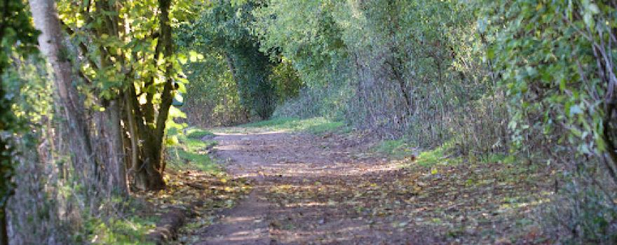 Stoke Wood