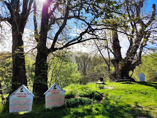 Chinarite - Ancient Plane Trees of Belastitsa