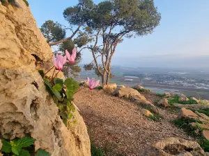 Mount Shaul