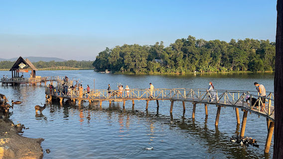 Suspension Bridge - Deer