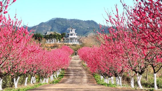 Fairy Trace Peach Blossom Island