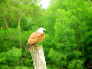 Poovar Backwater Cruise