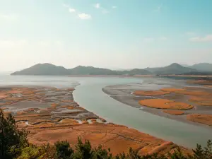 Suncheon Bay Reed Field