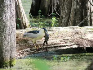 Cajun Country Swamp Tours