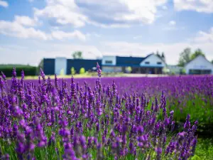 Bleu Lavande (Blue Lavender)
