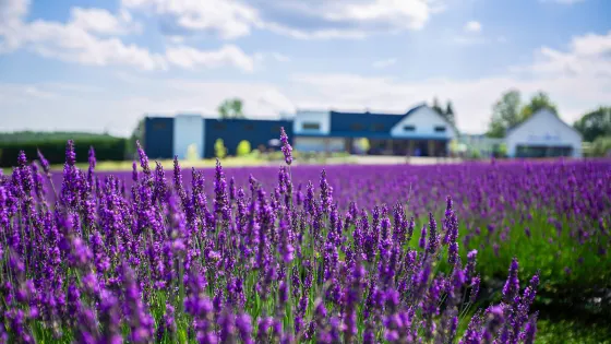 Bleu Lavande (Blue Lavender)