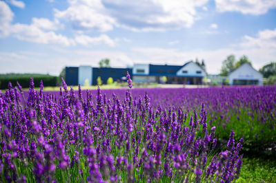 Bleu Lavande (Blue Lavender)