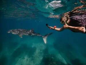 Ningaloo Blue Dive