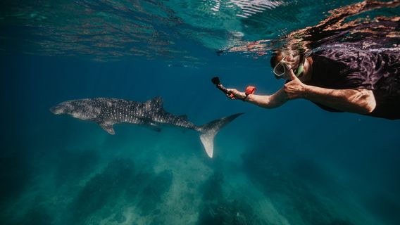 Ningaloo Blue Dive