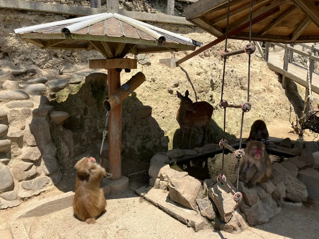 4_淡路島猴子中心