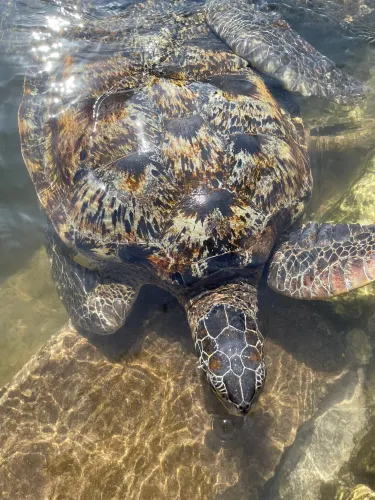 Baraka Natural Aquarium - Nungwi