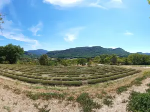 L'Essentiel De Lavande