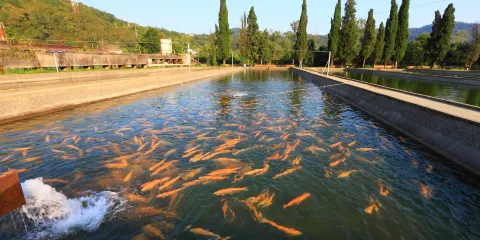 Adler Tribal Trout Farm