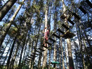 Du Haut des Arbres