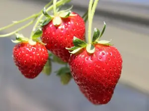 Wadakanko Strawberry Association