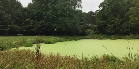 Font Hill Wetland Park