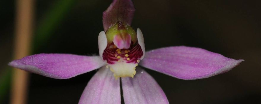 RJ Chambers Flora and Fauna Reserve