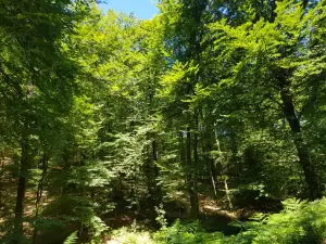 Le Belvedere de Perseigne