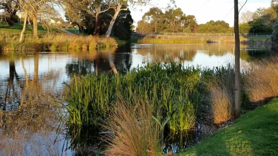 Lake Cobden