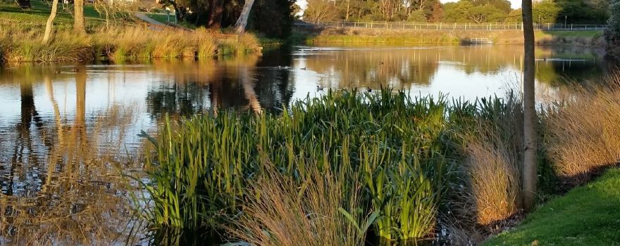 Cobden Lake