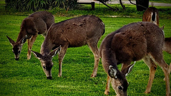 Pacific Grove