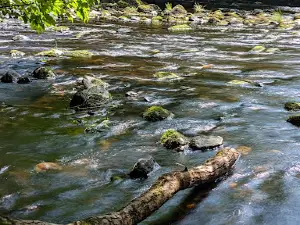 Garvagh Forest