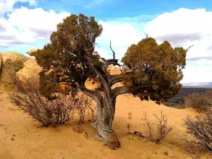 Ancestral Rich Treasures of Zuni (ARTZ)