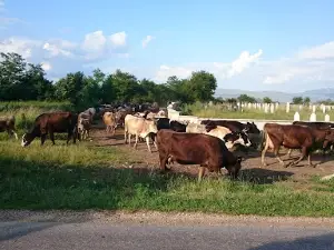 Šuica