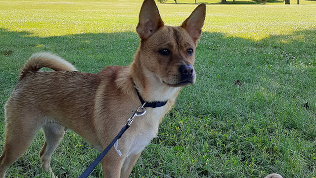 South Windsor Bark Park