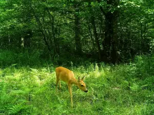State Natural Reserve "Bastak"