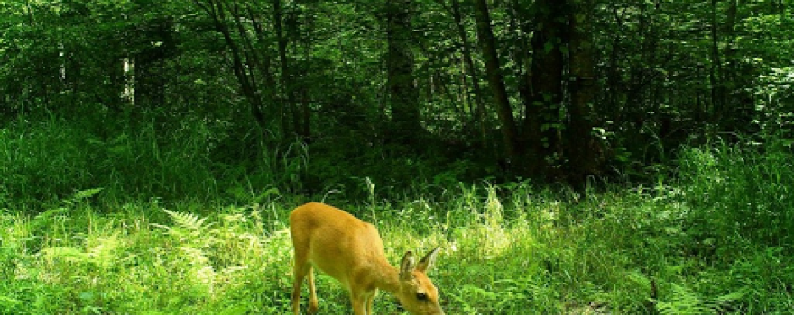 State Natural Reserve "Bastak"