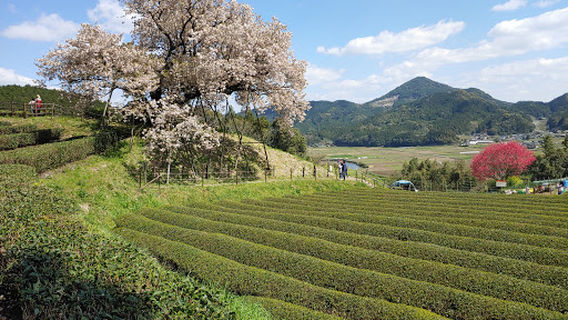 Hundred Years Old Cherry Blossoms