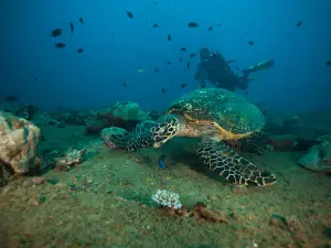 Allan Power Dive Tours